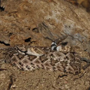 Western Diamondback Rattlesnake (Crotulus atrox) adult, coiled with tongue extended and rattle raised, Arizona, U.S.A