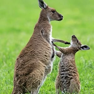 Western Grey Kangaroo (Macropus fuliginosus fuliginosus) Kangaroo Island subspecies, adult female and young
