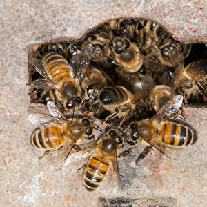 Western Honey Bee (Apis mellifera) adults, nesting in Thames Water hydrant chamber, extremely unusual behaviour as honey bees don't nest underground because of risk of flooding, Crossness Nature Reserve, Bexley, Kent, England, may