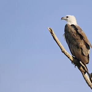 White-bellied Fish-eagle (Haliaeetus leucogaster) adult, perched on branch, Yellow River, Kakadu N. P