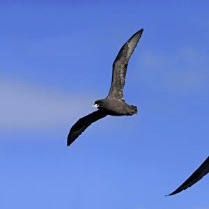 White-chinned Petrel (Procellaria aequinoctialis) adult pair, in flight, Cape of Good Hope, Western Cape, South Africa