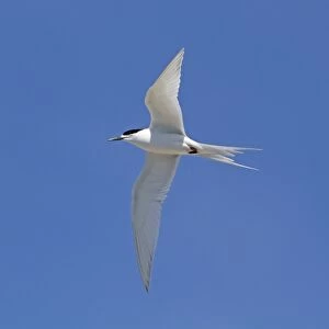 White-fronted Tern (Sterna striata) adult, breeding plumage, in flight, Kaikoura, South Island, New Zealand, november