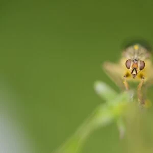 Yellow Dungfly (Scathophaga stercoraria) adult, resting, Devon, England, June