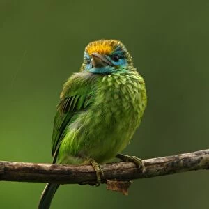 Yellow-fronted Barbet (Megalaima flavifrons) adult, perched on branch in rainfall, Sinharaja Forest, Sri Lanka, december