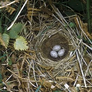 Yellowhammer (Emberiza citrinella) Nest and eggs