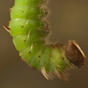 Achilles Morpho Caterpillar Pupating(Morpho achilles) Napo River bordering Yasuni National Park