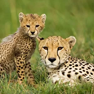Cats (Wild) Gallery: Cheetah