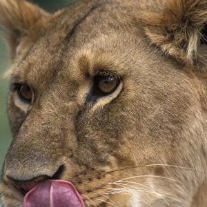 Africa, Kenya, Masai Mara Game Reserve, Close-up portrait of Lioness (Panthera leo)