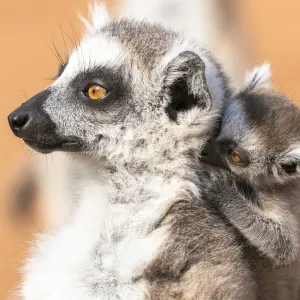 Africa, Madagascar, Anosy, Berenty Reserve