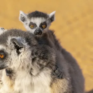 Africa, Madagascar, Anosy, Berenty Reserve. Ring-tailed lemur, Lemur catta. Portrait of a female