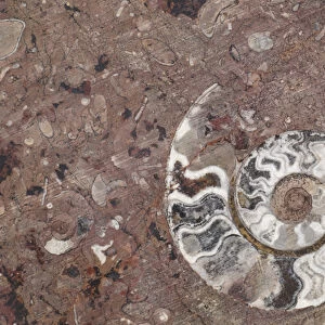 Africa, Morocco, Erfoud. Details of ammonites, and other fossils exposed on a cut
