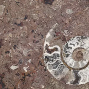 Africa, Morocco, Erfoud. Details of ammonites, and other fossils exposed on a cut