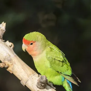 Africa, Namibia, Keetmanshoop, Parakeet