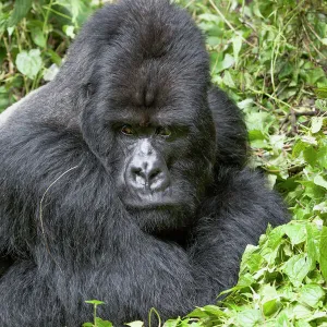 Africa, Rwanda, Volcanoes National Park, mountain gorilla, Gorilla beringei beringei