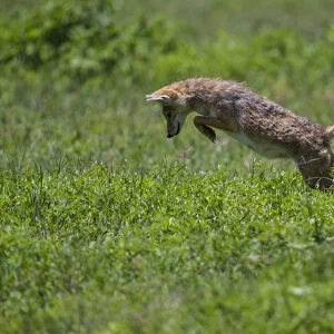 Africa. Tanzania. Golden jackal (Canis aureus) hunting in Serengeti NP