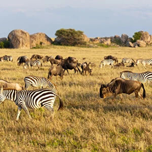 Africa, Tanzania, The Serengeti. Herd animals graze together on the plains with kopjes in the distance