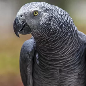 African grey parrot showing its beautiful plumage and bright yellow eyes