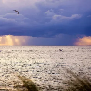 R Gallery: Redfish