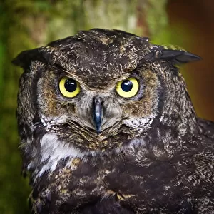 Alaska Raptor Center, Sitka, Alaska. Close-up of a Great Horned Owl