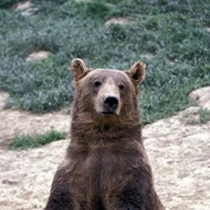Alaska, southeast region Brown bear (Ursus arctos)