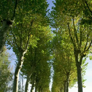 Alley of plane trees along road in the Indre-et-Loire, Loire Valley, France