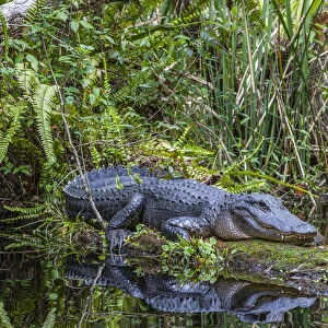 An alligator rests on a floating log in a swamp