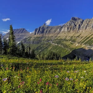 Alpine wildflowers with Garden Wall at Logan Pass in Glacier National Park, Montana, USA