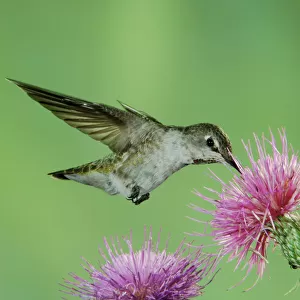 Hummingbirds Collection: Annas Hummingbird