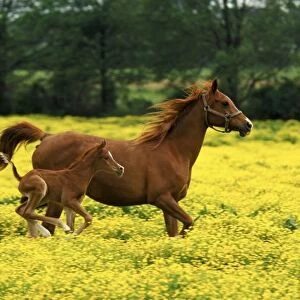 Arabian foal and
