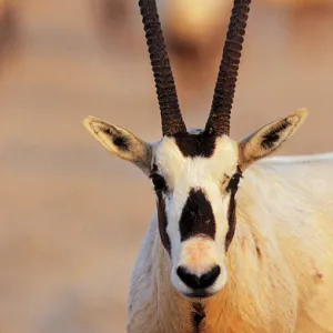 Arabian Oryx (Oryx leucoryx) on Sir Bani Yas Island, United Arab Emirates, April