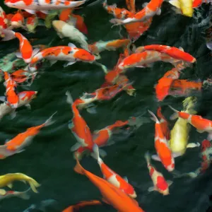 K Jigsaw Puzzle Collection: Koi