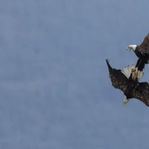 BYRON: VILLA DIODATI, 1816. The Villa Diodati in Cologny #7509161