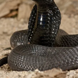 Banded Spitting Cobra Naja nigricollis Native to South Africa