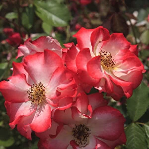 Betty Boop rose is a hybrid rose with a moderately fruity aroma