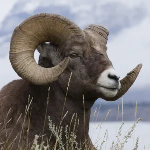 Bighorn Sheep Ram