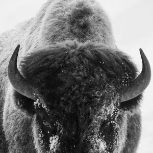 Bison bull frosty morning