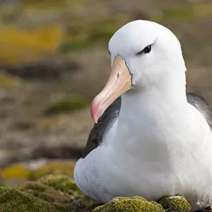 Black-browed Albatross ( Thalassarche melanophris ) or Mollymawk. South America