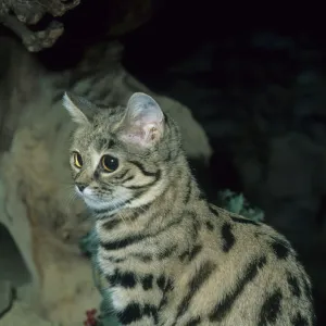 Cats (Wild) Photographic Print Collection: Black-footed Cat