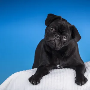 Black Pug puppy resting on a pillow. (PR)