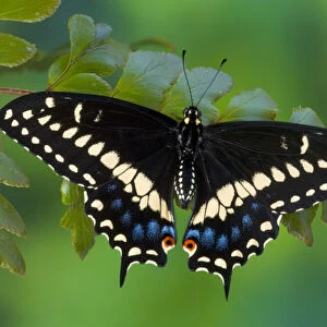 Butterflies Metal Print Collection: Black Swallowtail
