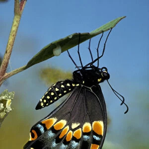 Black Swallowtail from chrysalis, Papiliopolyrenes asterius, Myakka River State Park, FL