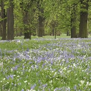 Bluebells and Oak Trees in Spring, Little Hagley Park, Christchurch, Canterbury, South Island
