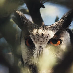Botswana, Spotted Eagle Owl (Bubo africanus), Close-up