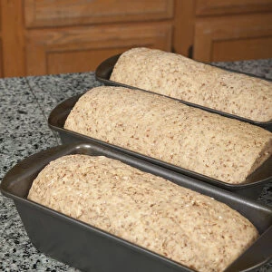 Three bread pans of multigrain dough ready for final rising