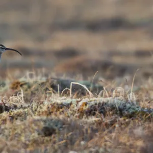 Bristled-thighed Curlew