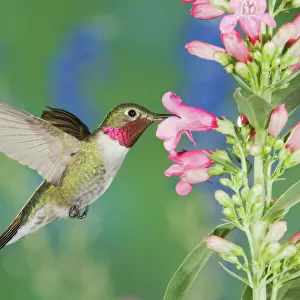 Hummingbirds Collection: Broad Tailed Hummingbird