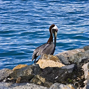 The Brown Pelican ( Pelecanus Occidentalis )