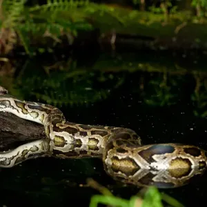 Burmese Python Print - Native to China and Malaysia Burmese Python Print - Native to China and Malaysia