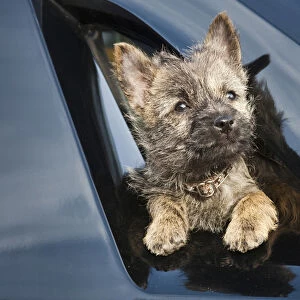 A Cairn Terrier puppy coming through a shinny black surface