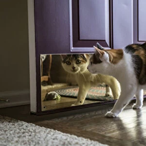 Calico cat looking at her reflection in the door. (PR)
